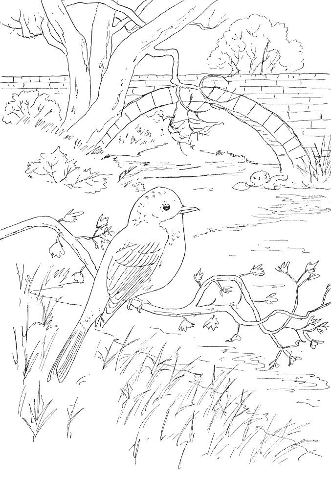 Coloriage 72 Oiseaux