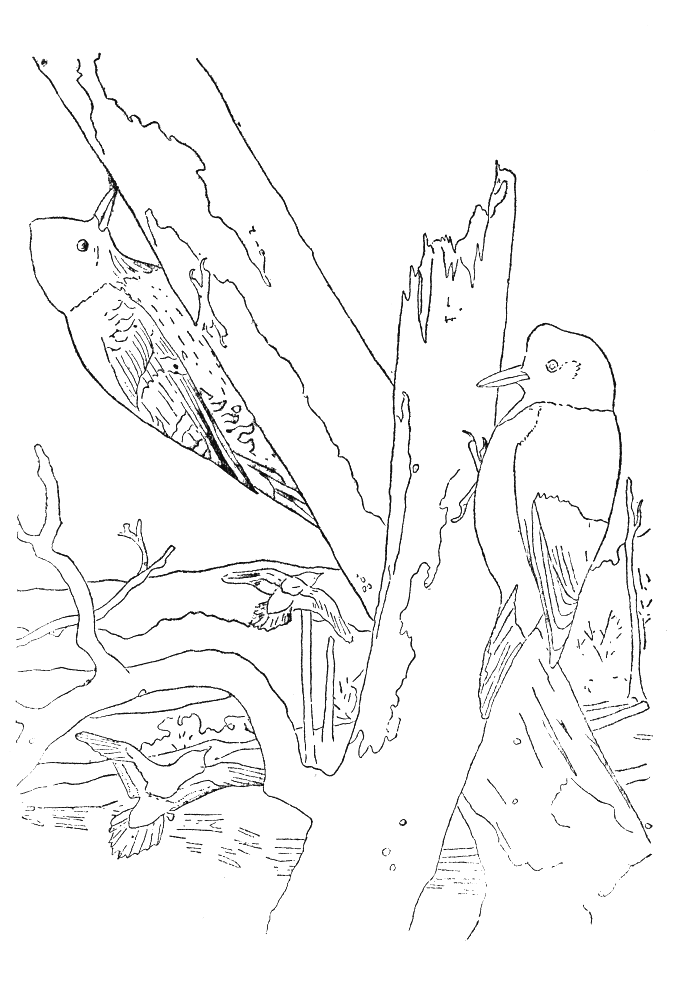 Coloriage 75 Oiseaux