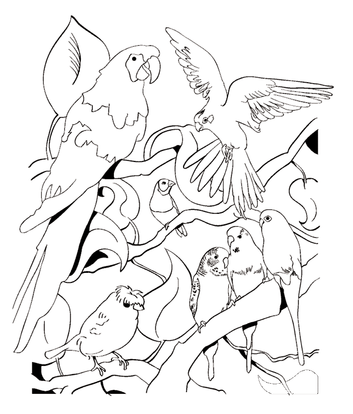 Coloriage 76 Oiseaux