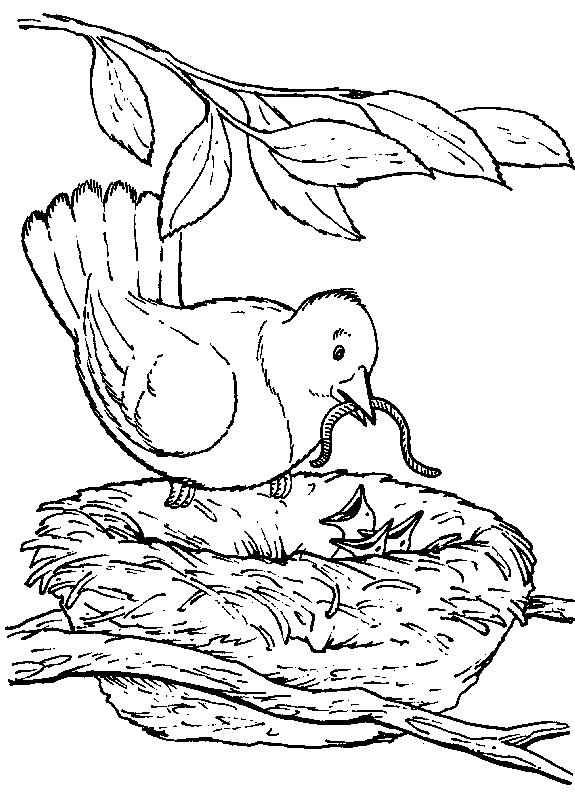 Coloriage 81 Oiseaux