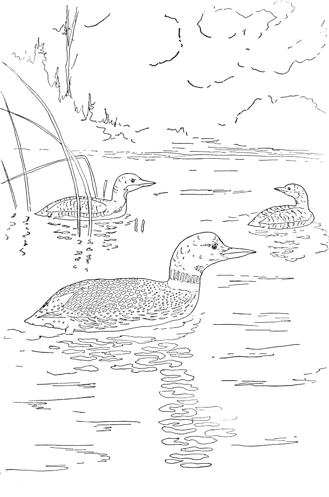 Coloriage 85 Oiseaux