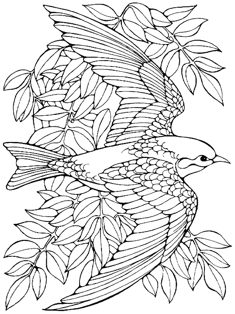 Coloriage 91 Oiseaux