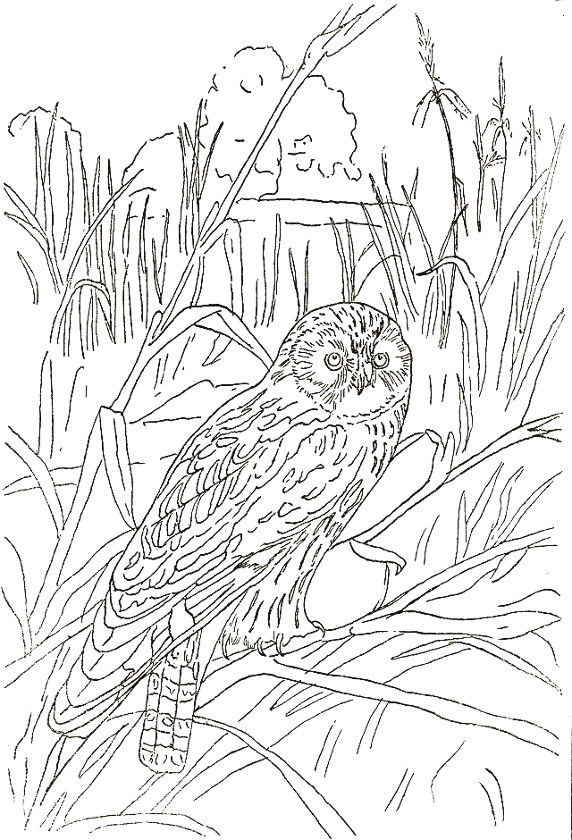 Coloriage 92 Oiseaux