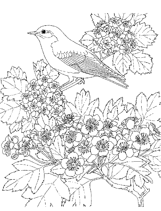 Coloriage 94 Oiseaux