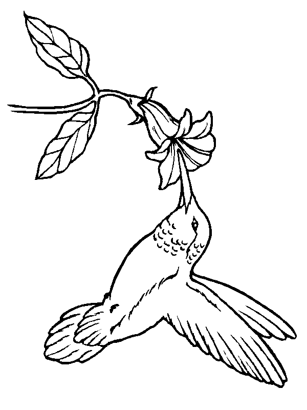 Coloriage 95 Oiseaux