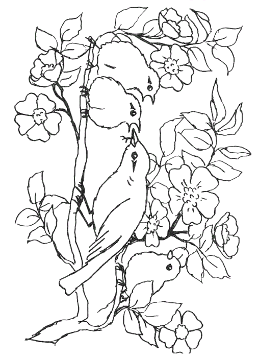 Coloriage 96 Oiseaux