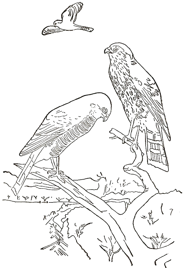 Coloriage 97 Oiseaux