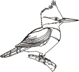 Coloriage Oiseaux 19