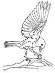 Coloriage Oiseaux 3