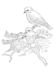 Coloriage Oiseaux 32