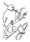 Coloriage Oiseaux 37