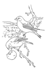 Coloriage Oiseaux 41