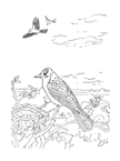 Coloriage Oiseaux 44