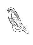 Coloriage Oiseaux 64