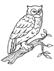 Coloriage Oiseaux 9