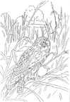 Coloriage Oiseaux 92