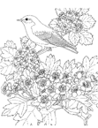 Coloriage Oiseaux 94