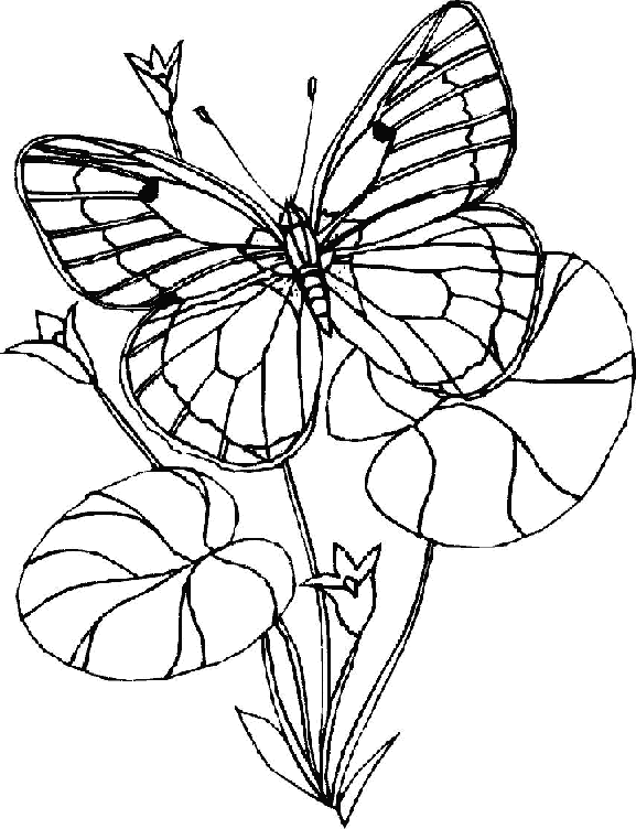 Coloriage 31 Papillons