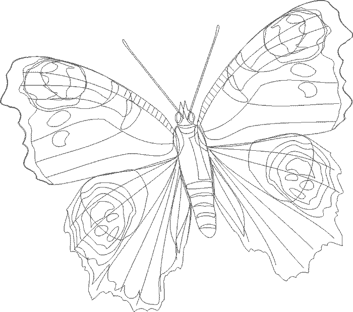 Coloriage 59 Papillons