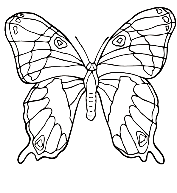 Coloriage 76 Papillons