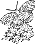 Coloriage Papillons 11