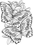 Coloriage Papillons 119