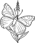 Coloriage Papillons 13