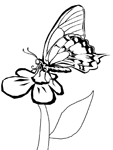 Coloriage Papillons 134