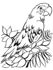 Coloriage 4 Perroquets
