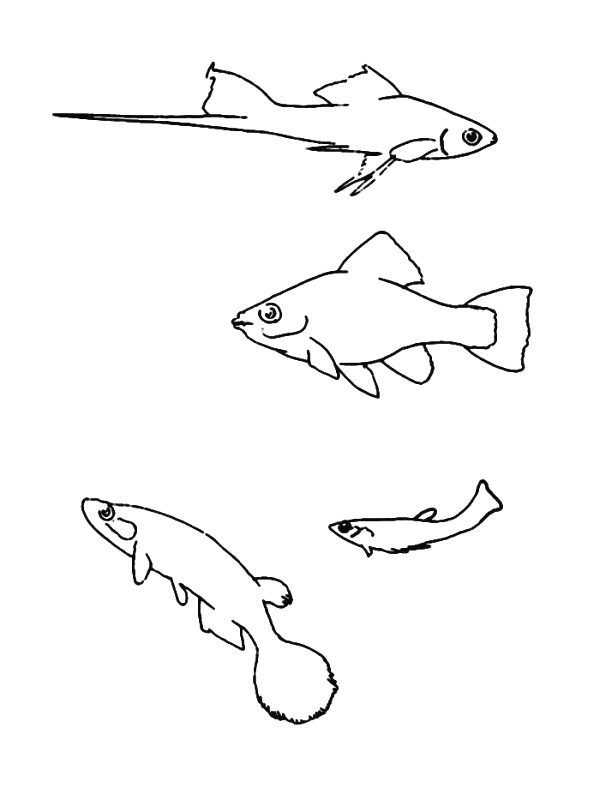 Coloriage 58 Poissons