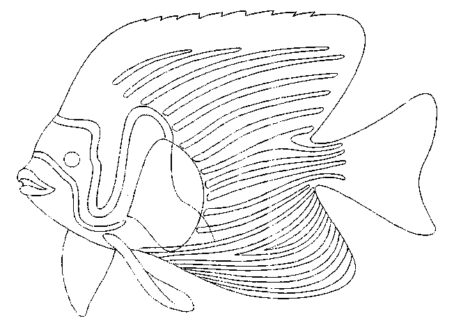 Coloriage 6 Poissons