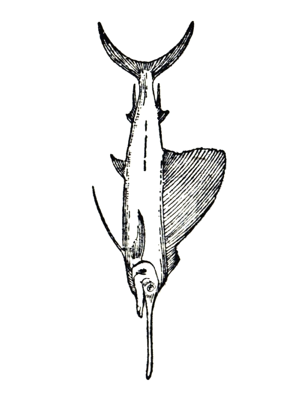 Coloriage 85 Poissons