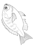 Coloriage Poissons 103