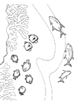 Coloriage Poissons 75