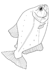 Coloriage Poissons 94