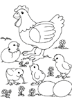 Coloriage Poules 23