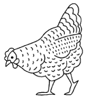 Coloriage Poulets 12