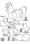 Coloriage Poulets 16