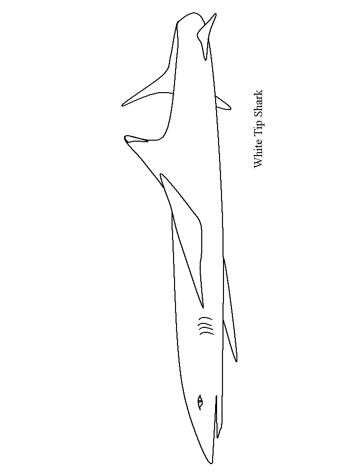 Coloriage 15 Requins