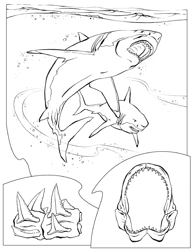 Coloriage 24 Requins