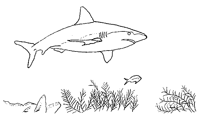 Coloriage 7 Requins