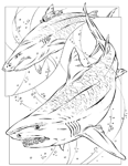 Coloriage Requins 25