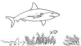 Coloriage Requins 7