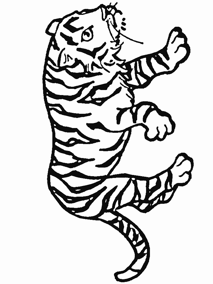 Coloriage 24 Tigres