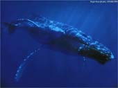 BALEINE