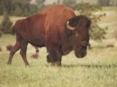 BISON