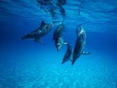 DAUPHINS