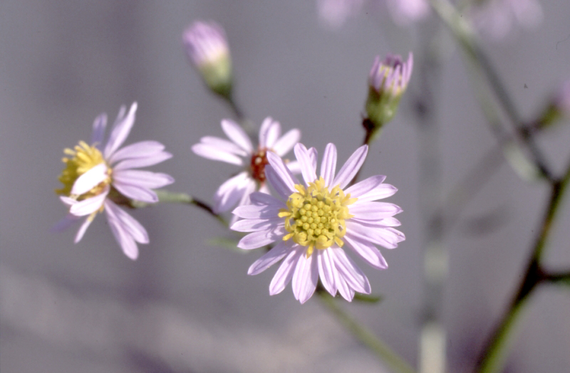 FLEURS