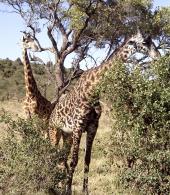 GIRAFE