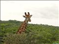 GIRAFE